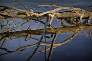 Fallen tree trunk with reflections on the Muskegon River #1 Photograph by Randall Nyhof Fallen tree trunk with reflections on the Muskegon River #1 Photograph by Randall Nyhof