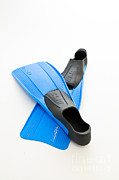 Flippers #1 Photograph by Photo Researchers
