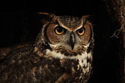 Great Horned Owl Photograph by Doug McPherson
