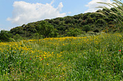 Landscape with Wild Flowers #1 Photograph by Michael Goyberg