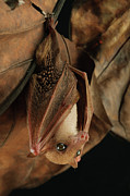 Lesser Long-tongued Fruit Bat #1 Photograph by Ch'ien Lee