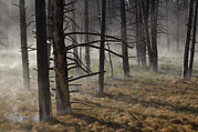 Lodgepole Pine Larix Laricina Forest #1 Photograph by Pete Oxford Lodgepole Pine Larix Laricina Forest #1 Photograph by Pete Oxford