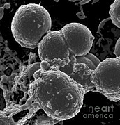 Neutrophil Ingesting Mrsa Bacteria, Sem #1 Photograph by Science Source