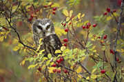 Northern Saw Whet Owl Perching #1 Photograph by Tim Fitzharris