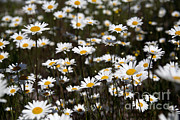 Oxeye Daises #1 Photograph by Ted Kinsman