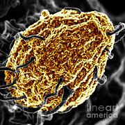Phagocytosis Of Yeast Particle #1 Photograph by Science Source Phagocytosis Of Yeast Particle #1 Photograph by Science Source