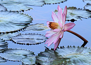 Pink Water Lily Photograph by Sabrina L Ryan