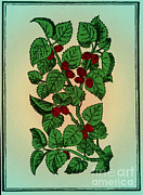 Red Mulberry #3 Photograph by Science Source