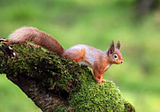 Red Squirrel #1 Photograph by Grant Glendinning