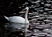 Simply Beautiful #1 Photograph by Kim Galluzzo