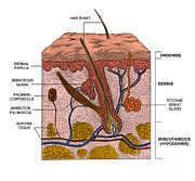 Skin #1 Photograph by Science Source