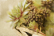 Succulents #1 Photograph by Bonnie Bruno