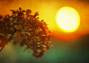 Sunlight in Your Hair Photograph by Rebecca Sherman