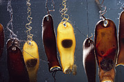 Swell Shark Egg Cases Aka Mermaids #1 Photograph by Flip Nicklin