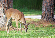 Watching Me #1 Photograph by Terri Mills