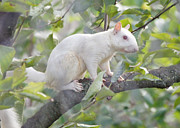 White Squirrel #1 Photograph by Robert E Alter Reflections of Infinity