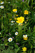 Wildflowers #1 Photograph by Michael Goyberg