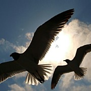 Wings For Shade #1 Photograph by James Granberry