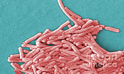 Legionella Pneumophila #14 Photograph by Science Source