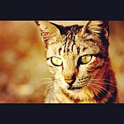 Instagram Photo #141342603057 Photograph by Tommy Tjahjono