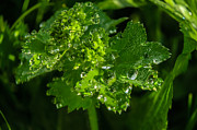 Aquilegia  with dew drops #2 Photograph by Michael Goyberg