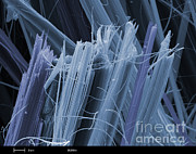 Asbestos, Sem #2 Photograph by Ted Kinsman