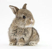 Baby Rabbit #2 Photograph by Mark Taylor Baby Rabbit #2 Photograph by Mark Taylor
