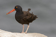 Black Oystercatcher  Natural Bridges #2 Photograph by Sebastian Kennerknecht