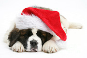 Christmas Puppy #4 Photograph by Mark Taylor