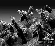 Plasmodium Gallinaceum, Sem #2 Photograph by Science Source