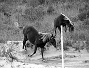Wild Spanish Mustangs of OBX NC  #2 Photograph by Kim Galluzzo