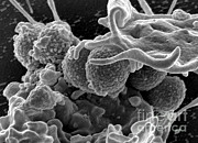 Methicillin-resistant Staphylococcus #23 Photograph by Science Source