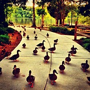 🐤 #28 Photograph by Katie Williams
