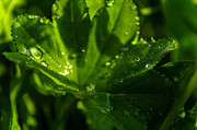 Aquilegia  with dew drops #3 Photograph by Michael Goyberg