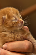 Kitty #3 Photograph by Michael Goyberg