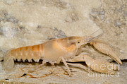 Miami Cave Crayfish #3 Photograph by Dante Fenolio