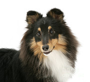 Sheltie #3 Photograph by Jane Burton