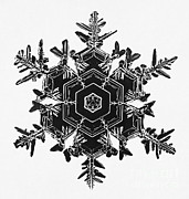 Snowflake #33 Photograph by Science Source