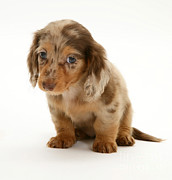 Dachshund Pup #3 Photograph by Jane Burton Dachshund Pup #3 Photograph by Jane Burton