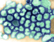 Influenza Virus, Tem #5 Photograph by Science Source Influenza Virus, Tem #5 Photograph by Science Source