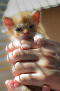 Kitty #5 Photograph by Michael Goyberg