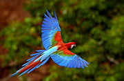 Red And Green Macaw Ara Chloroptera #5 Photograph by Pete Oxford