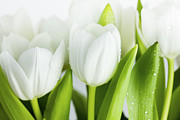 White Tulips #6 Photograph by Nailia Schwarz White Tulips #6 Photograph by Nailia Schwarz