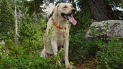 Yellow Labrador #6 Photograph by Steven Lapkin