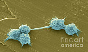 Water Biofilm With H. Vermiformis Cysts #7 Photograph by Science Source