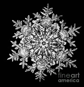 Snowflake #38 Photograph by Science Source