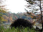 A Beavers Home Photograph by Kim Galluzzo A Beavers Home Photograph by Kim Galluzzo