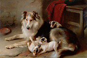 A Collie with Fox Terrier Puppies Painting by Walter Hunt