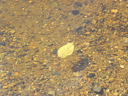 A Lonely Floater Photograph by Kim Galluzzo A Lonely Floater Photograph by Kim Galluzzo
