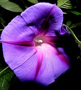 A Morning Full Of Glory Photograph by Kim Galluzzo